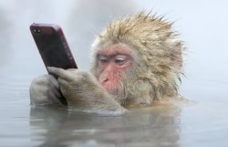 monkey cell phone Meme Template