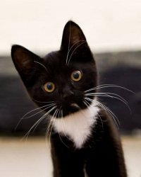 black kitten spotting something Meme Template