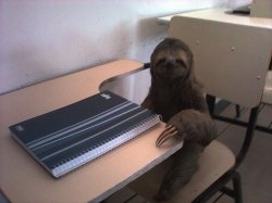 SlothStudying Meme Template