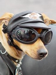 Harley Davidson Dog Meme Template