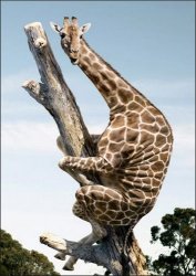 giraffe climbing a tree Meme Template
