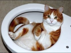 Toilet Cat Meme Template