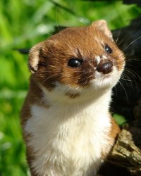 Weasel Meme Template