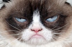Grumpy Cat Returns Meme Template