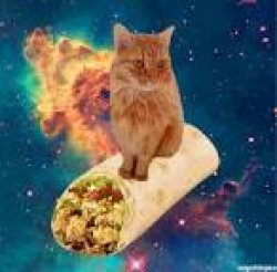 burrito cat in space Meme Template