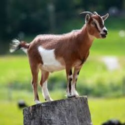 Scapegoat Meme Template