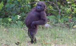 so fabulous Meme Template