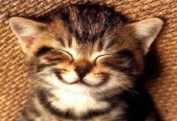smiling kitty Meme Template