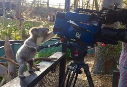 Koala Camera Operator Meme Template