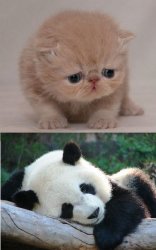 Cute animals Meme Template