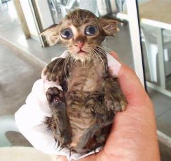 Dobby Kitten Meme Template