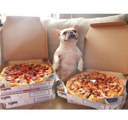 Pizza Dog Meme Template