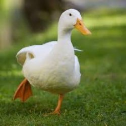 Ducks be like  Meme Template