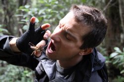 bear grylls eat bug Meme Template