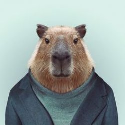 What If I Told You Capybara Meme Template