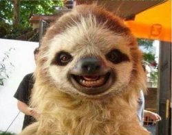 Happy Sloth Meme Template