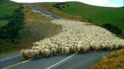 More than 500 Islamic sex slaves escaped this past weekend. Meme Template