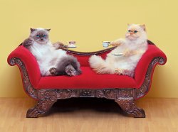 Cats on Sofa Meme Template