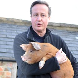 david cameron pig Meme Template