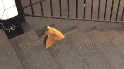 Pizza Rat Meme Template