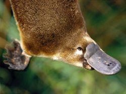 Platypus Meme Template