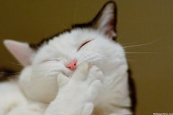 Catsmil Meme Template