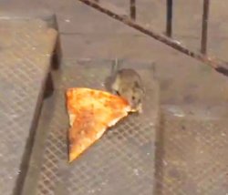 pizza rat Meme Template