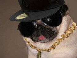 Gangster Pug Meme Template