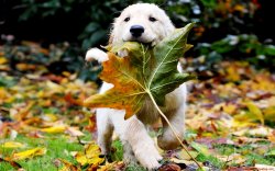 leaf puppy nature Meme Template
