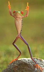 Dancing frog Meme Template