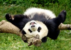 happy friday panda Meme Template
