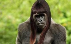 Ape In Wig Meme Template