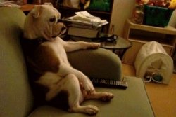Dog watching tv Meme Template