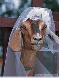 Muslim Goat Bride Meme Template