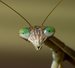 Praying Mantis Head Meme Template