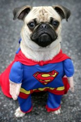 Hay dere pretty lady. Super pug is here to save you with derpyne Meme Template