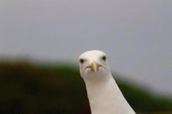 Cheeky gull Meme Template