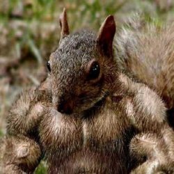 Bodybuilding Squirrel Meme Template