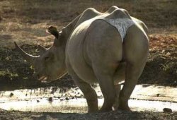 Hippo Meme Template