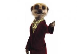 Meerkat Meme Template