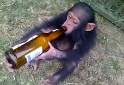 Monkey on booze Meme Template