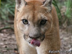 Cougar Lick Meme Template