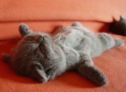 Cute Sleeping Kitten Meme Template