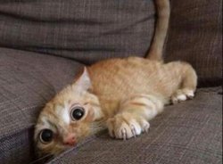 Kitten couch cushion Meme Template
