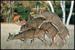 gaydeer Meme Template