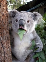 WTF Koala Meme Template