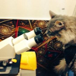 Cat microscope Meme Template