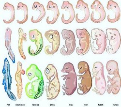 embryology Meme Template