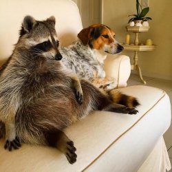 Raccoon Dog Meme Template