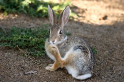 Rabbits Foot Meme Template